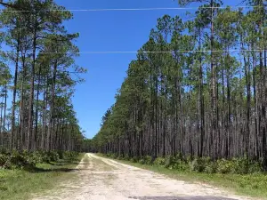 Apalachicola National Forest