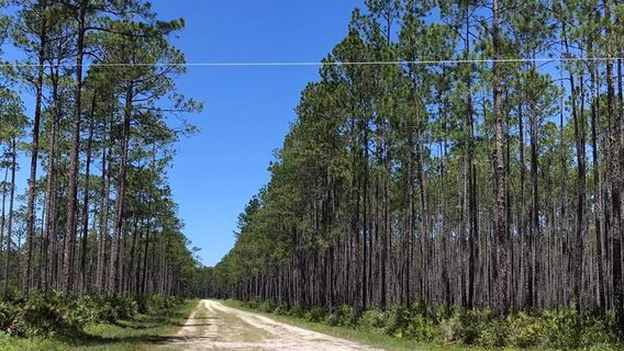Apalachicola National Forest