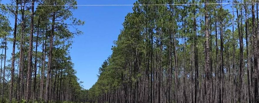 Apalachicola National Forest