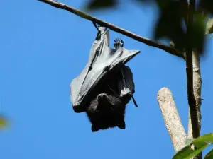 Forest Flying