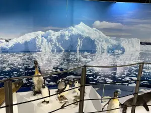 Museo Salesiano / Magiorinno Borgatello