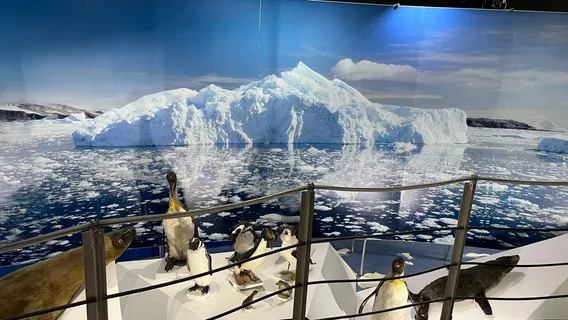 Museo Salesiano / Magiorinno Borgatello