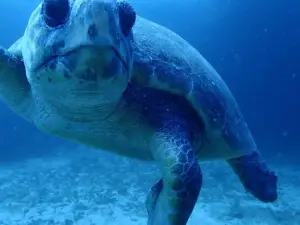 Peri Peri Divers Tofo | Scuba Dive Center