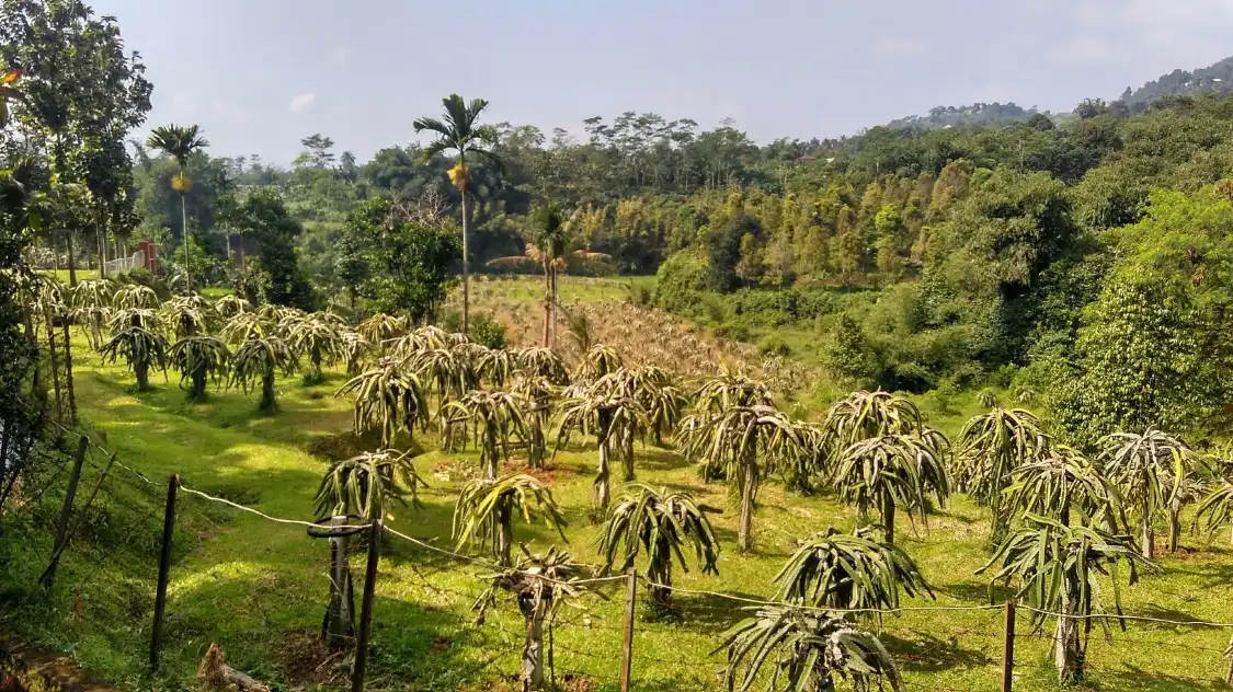 Отели рядом с достопримечательностью «Warso Durian Farm»