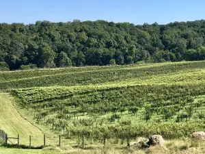 Blue Valley Vineyard and Winery