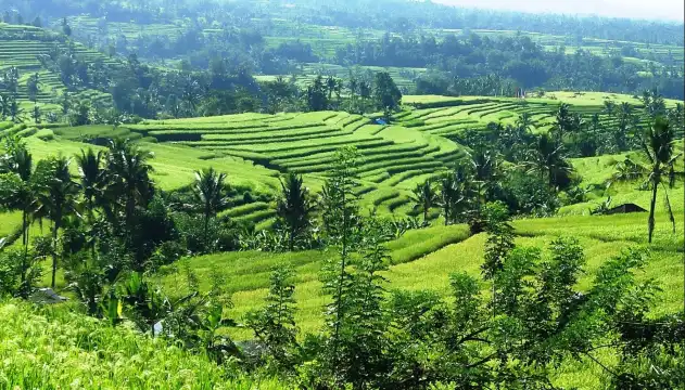 Hotels near GREEN BIKES BALI JATILUWIH (e-bike tours)