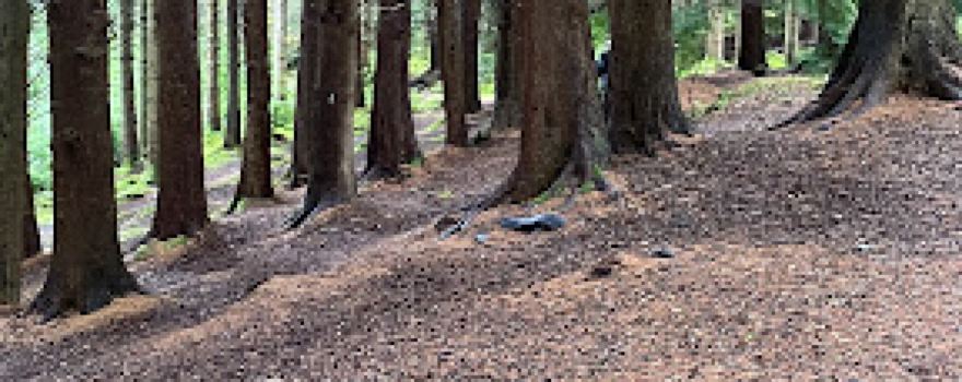 Woodland Trail