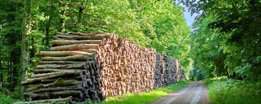 Foret d'Hesdin
