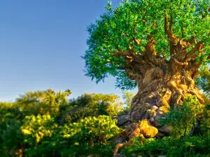 Mickey's Kingdom Park