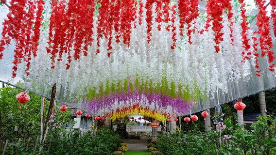 Cánh đồng Hoa Huỳnh