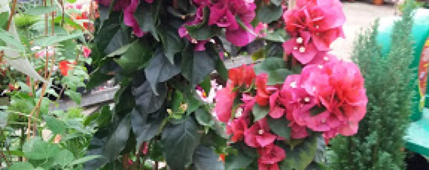 La Jardinerie (Sarl)