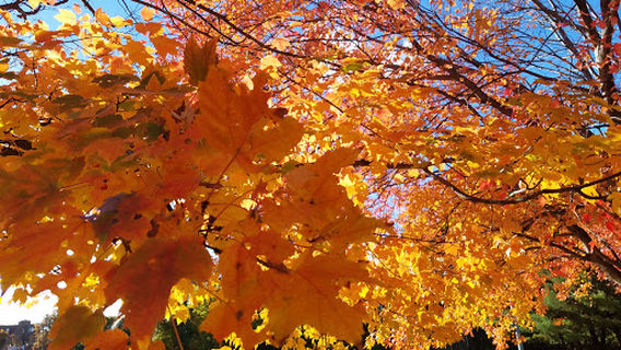 Brookline Avenue Playground