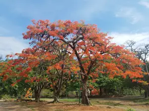 Tito Cardozo Park
