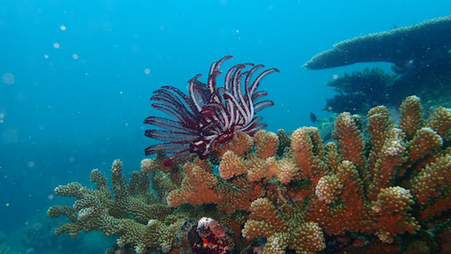 Kalpitiya Diving Center Padi Dive Resort S-27404 - Trincomalee