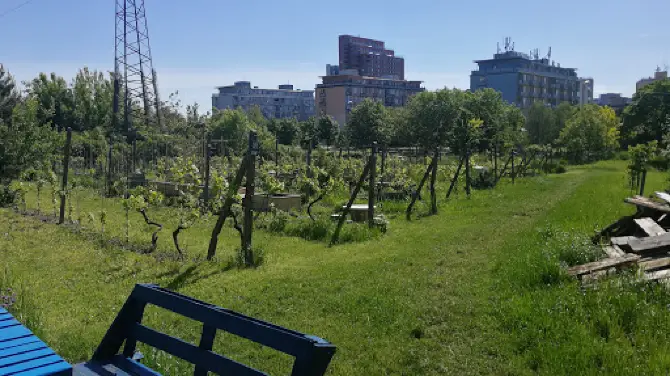 Vinica a mobilná záhrada