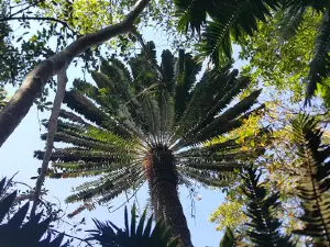 Modjadji Nature Reserve Parking