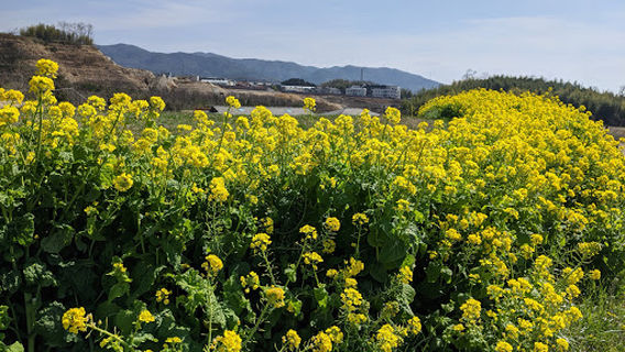 城陽五里五里の丘 (京都府立木津川運動公園)