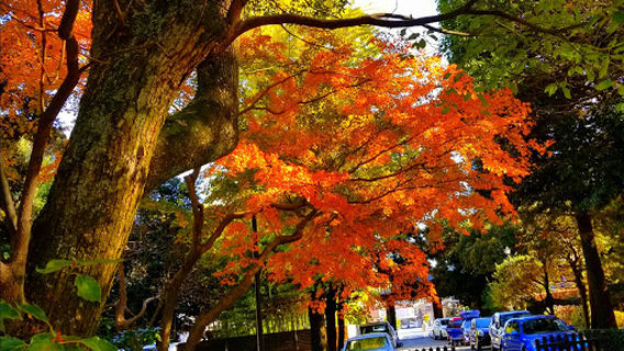 Ashikaga