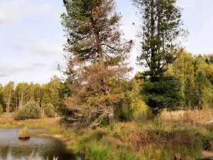 Zayakinskaya Kedrovaya Roshcha