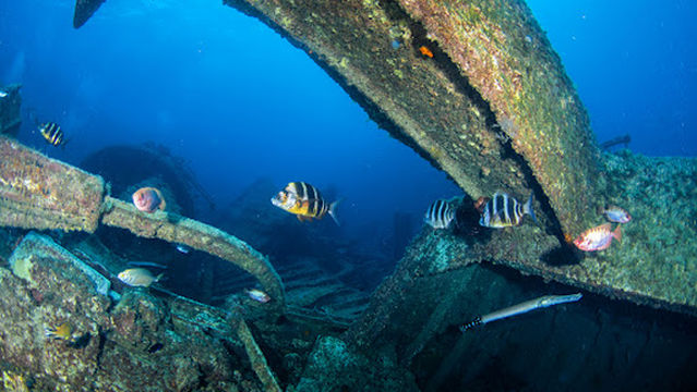 Scuba Point: Diving Tenerife