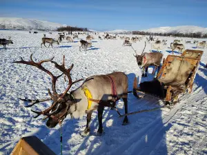Tromso Arctic Reindeer / Sami Arctic Reindeer