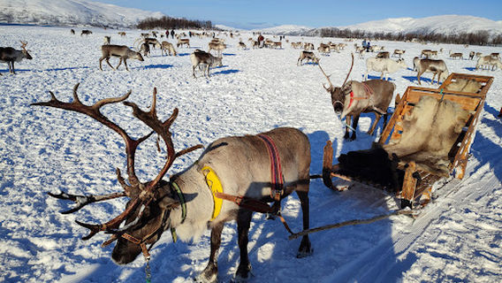 Tromso Arctic Reindeer / Sami Arctic Reindeer