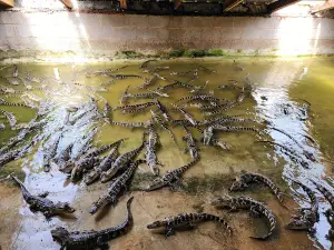 Orange Hill Gator farm