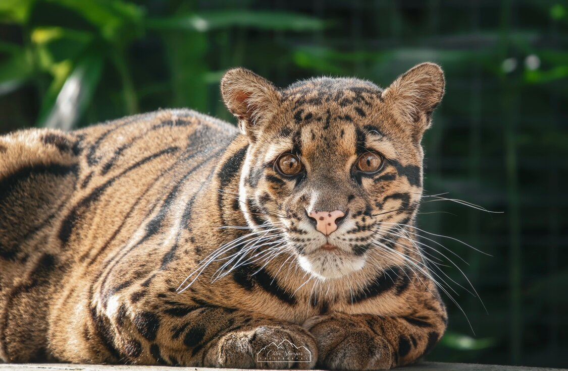Exmoor Zoological and Conservation Centre