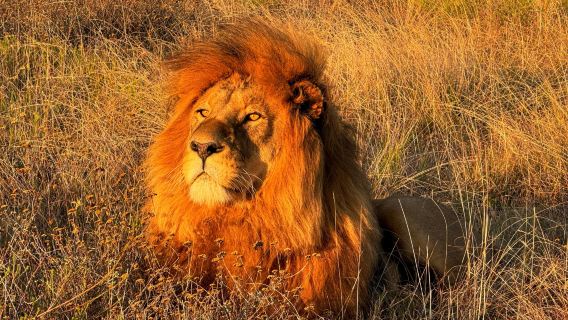 Schotia Safaris Private Game Reserve