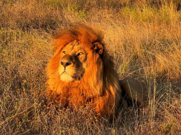 Schotia Safaris Private Game Reserve