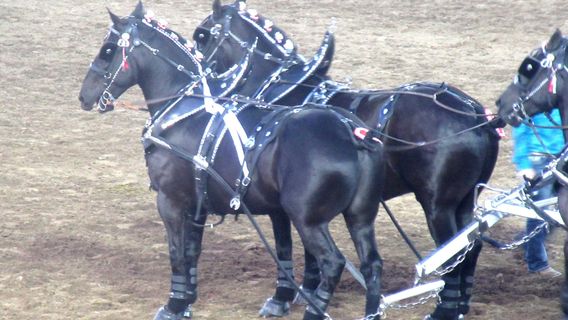 Reno Rodeo Association
