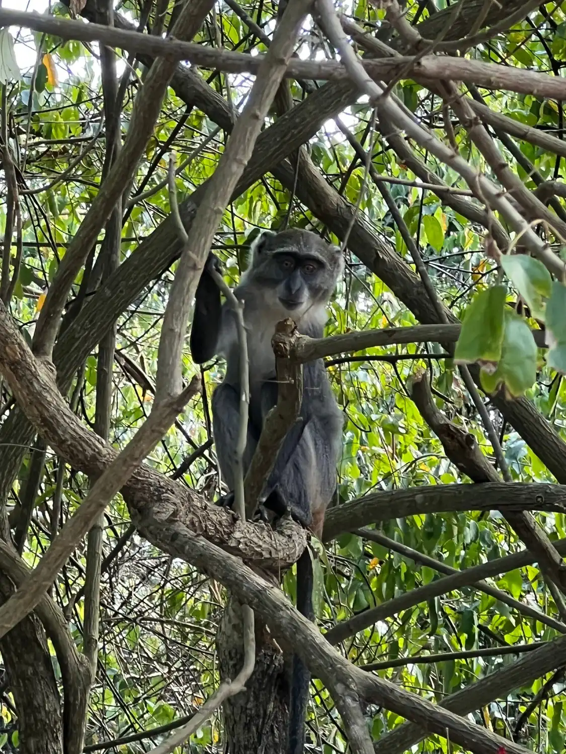 Colobus Conservation附近的飯店