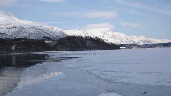 Fjordcruise Around Tromso by Arctic Sea Cruise