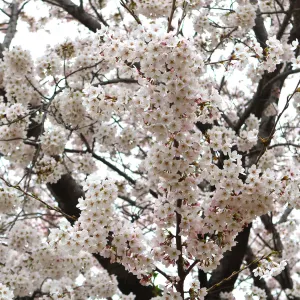 응봉산