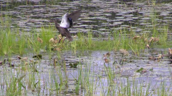 Moosehorn National Wildlife Refuge