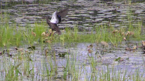 Moosehorn National Wildlife Refuge