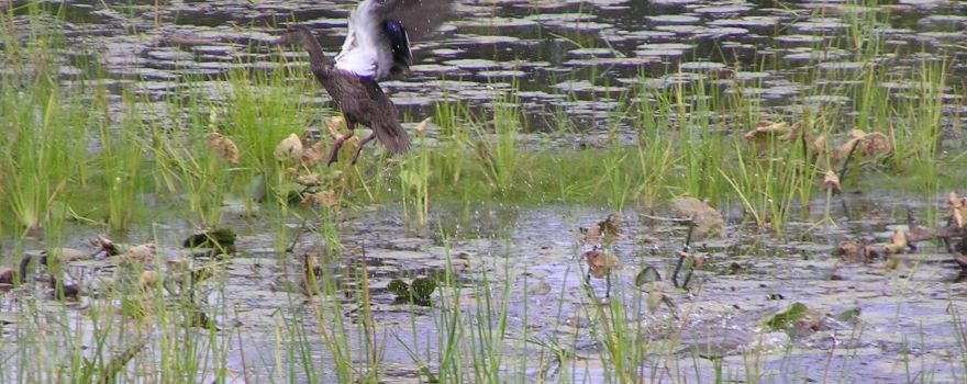 Moosehorn National Wildlife Refuge