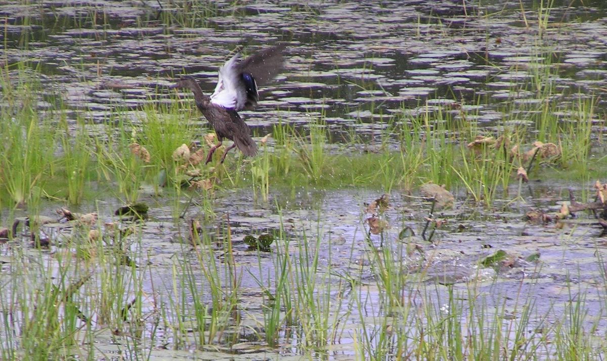 Moosehorn National Wildlife Refuge