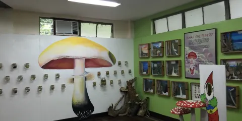 UPLB Museum of Natural History