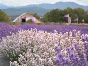 B & B Family Lavender Farm