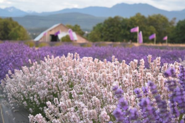 B & B Family Lavender Farm