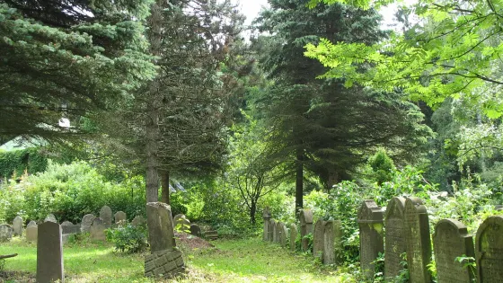 Old Jewish Cemetery Drmoul