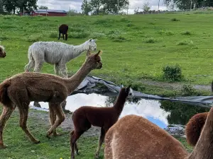 Alpackagarden i Krakshult