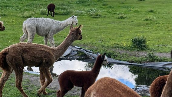 Alpackagarden i Krakshult