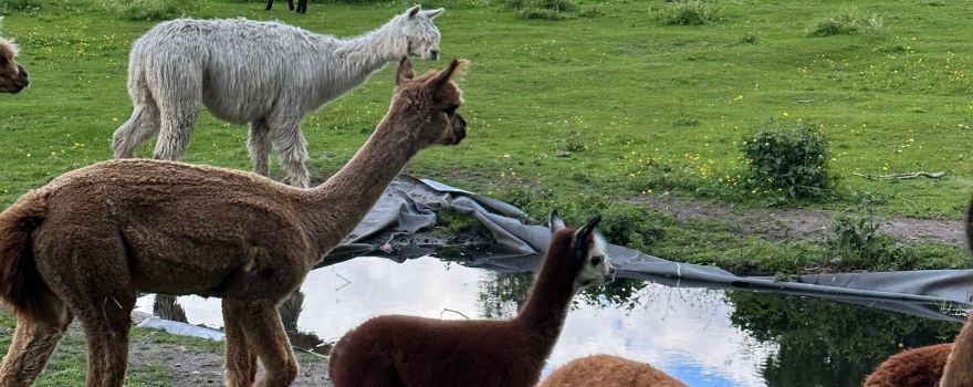 Alpackagarden i Krakshult