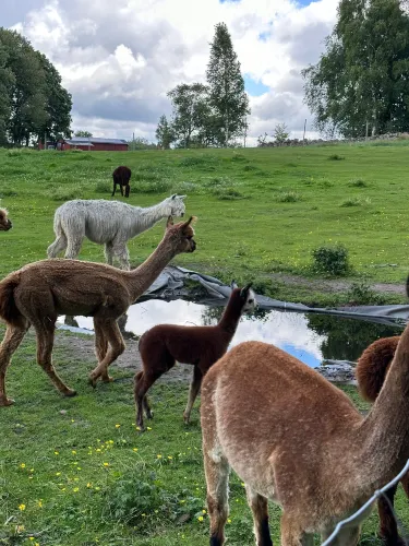 Ljungby Municipality