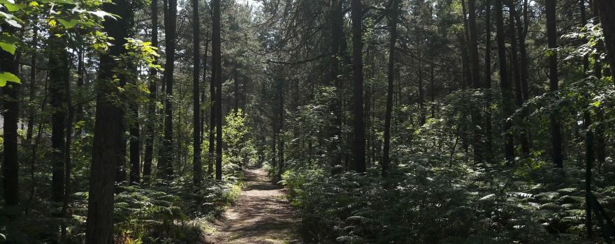 Fertile Forests with Orlica