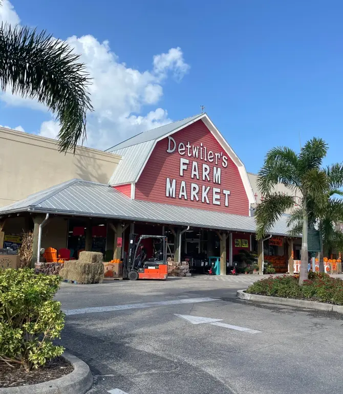 Palmetto