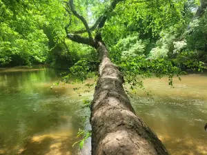 Pitts Park