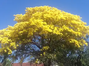 Bela Vista